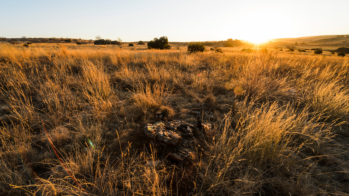 Landscape view of a golden wheat field at sunrise with sparse trees and gentle slopes in background.